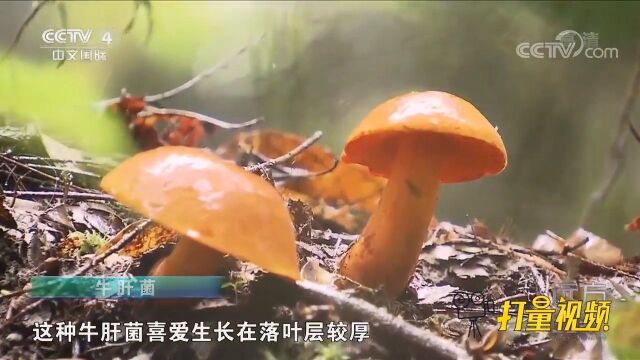 野生银耳生活在活树上,对环境要求非常高,并不常见