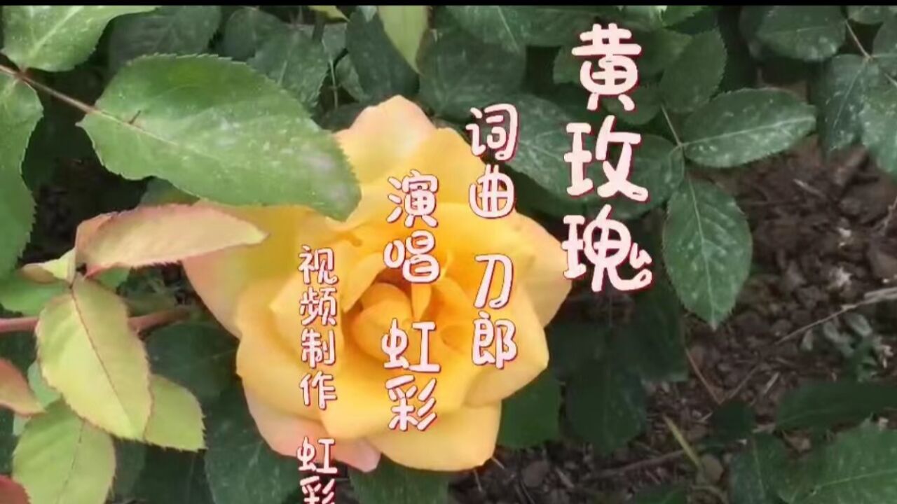 【虹彩之聲】黃玫瑰~與原唱不一樣的視聽感覺喲