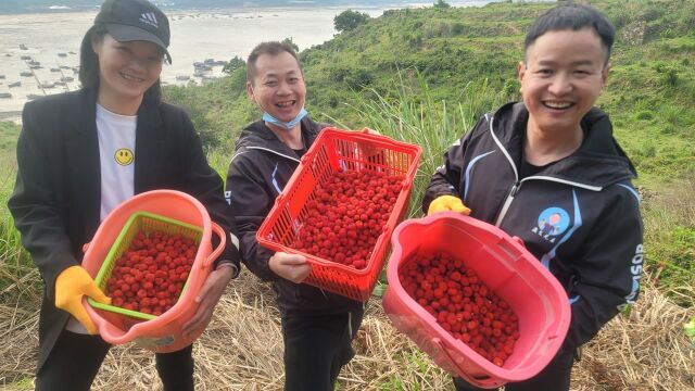 漫山遍野的野草莓让村花实现了野草莓自由,仿佛回到儿时时光