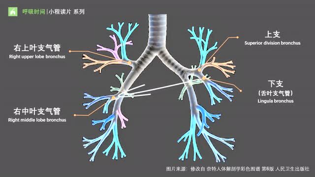 气管与支气管的识别与定位