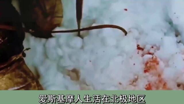 爱基斯摩人捕猎要准备一块白布,原因揭秘后,很多人都说:聪明