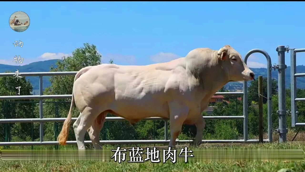 一種原產法國的肉牛,是法國最好的牛肉品種,美國出200萬買配方