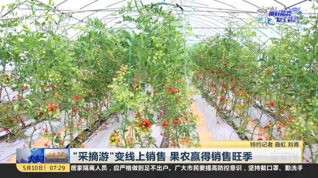 “采摘游”变线上销售 果农赢得销售旺季