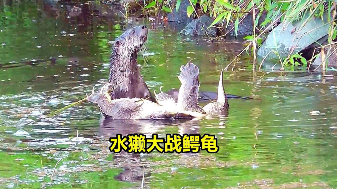 饥肠辘辘的水獭捕杀鳄龟,将鳄龟掀翻在水面,鳄龟毫无还手之力
