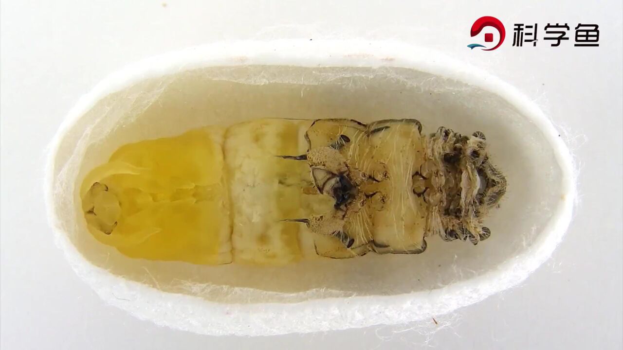 蚕的一生视频_高清1080P在线观看平台_腾讯视频