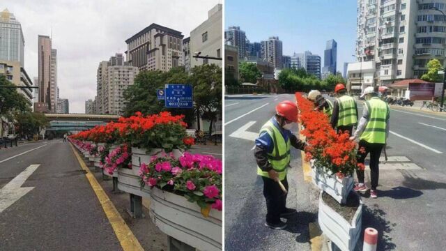 上海开始大规模布置花卉?绿化部门:正常的道路花箱养护