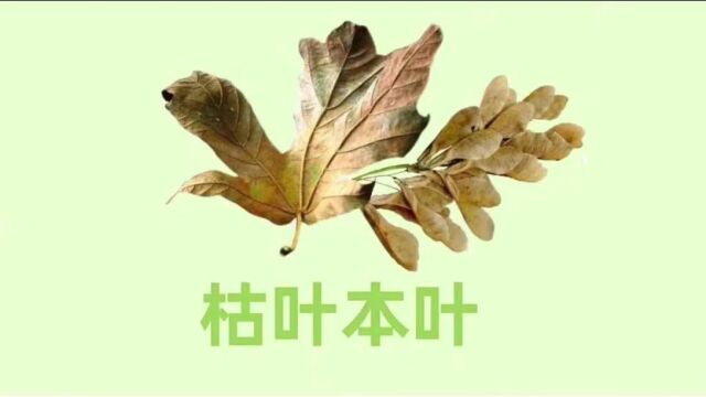 日常养护植物(七1 班 宋喆恩)