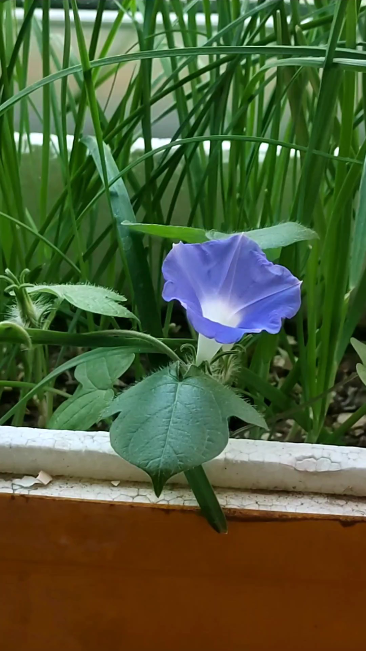 自然生长的牵牛花儿!腾讯视频}