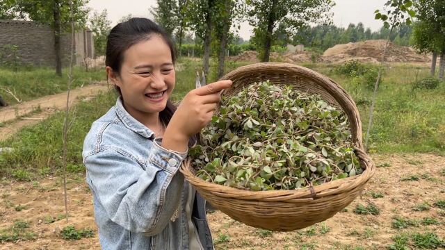 满地野菜没人要,媳妇看到高兴坏了,拎着筐子挖得真不少