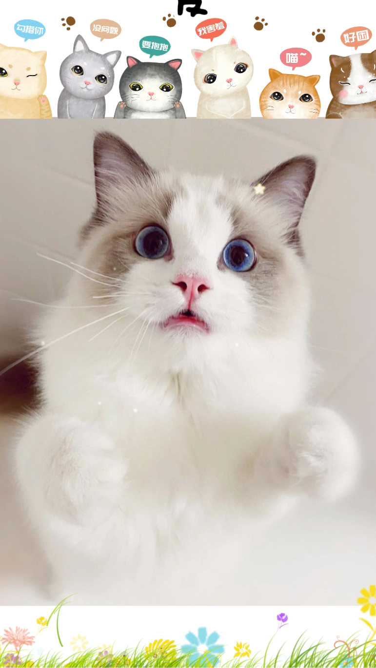 可爱猫咪在线卖萌!