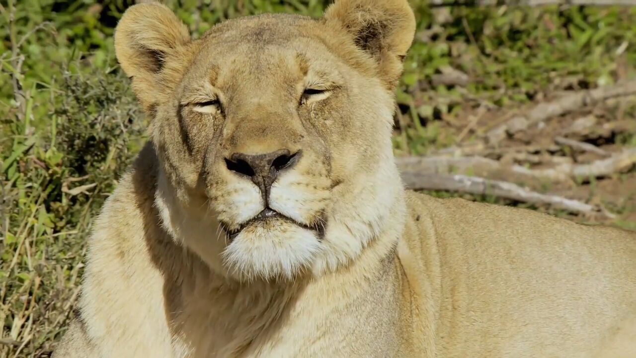 顶级捕食者不仅是猎杀,也为其它生物创造了各种生存机会?_腾讯视频