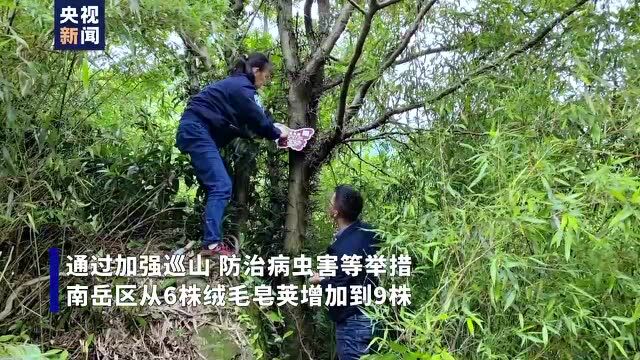 珍贵!全球仅存9株野生绒毛皂荚进入盛花期