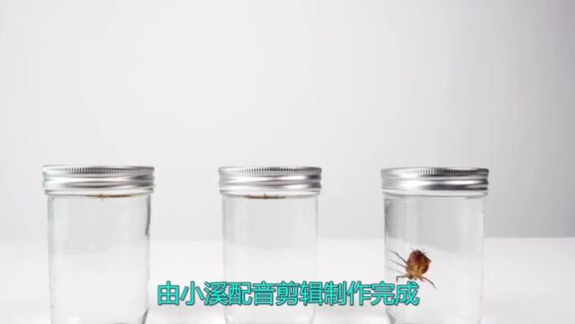 蟑螂的生命力到底有多顽强?小哥水淹亲测,结果太意外了!