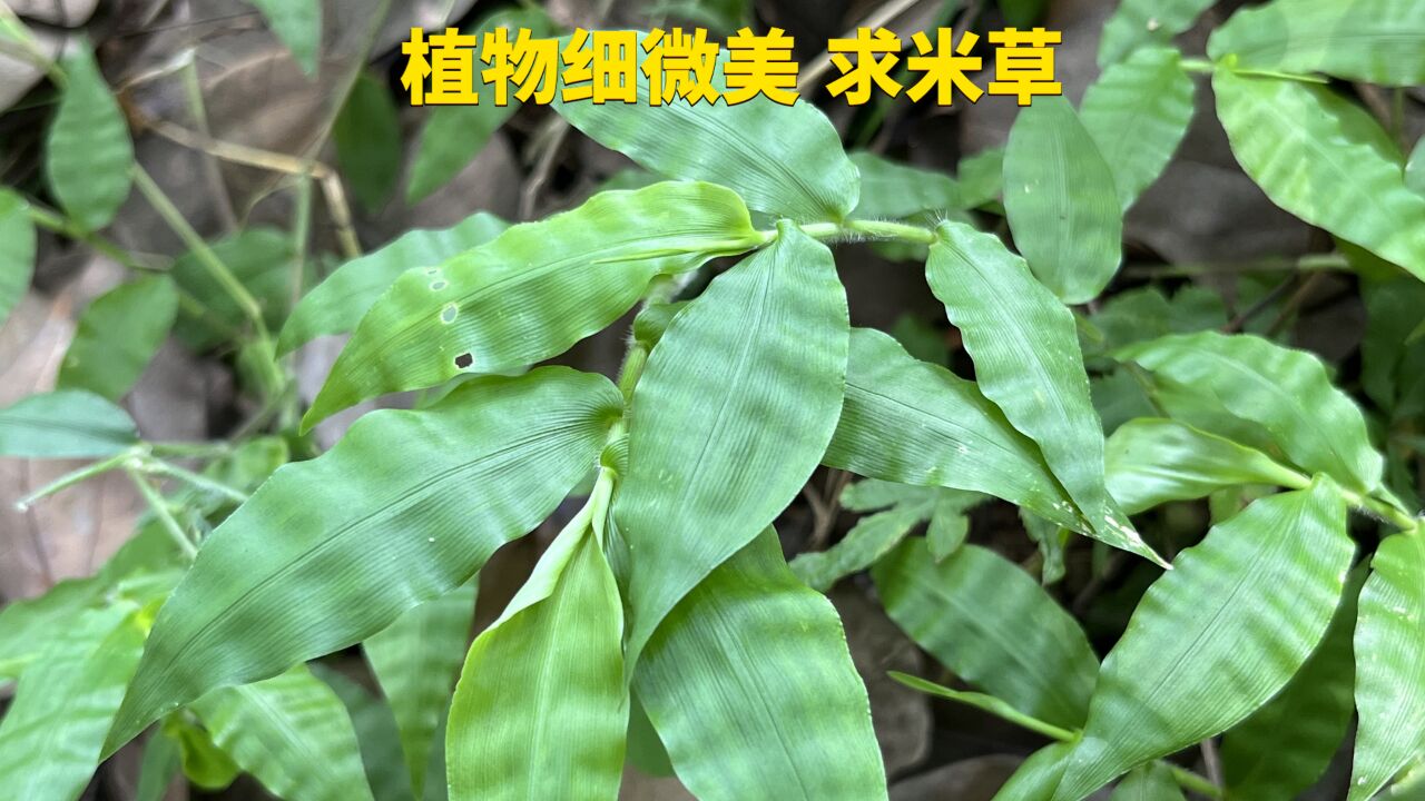 自然界的细微的美,叶形似竹波纹似水,求米草