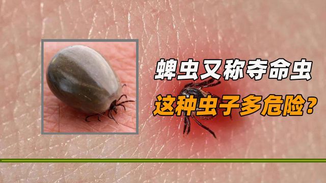 蜱虫又称夺命虫,这种虫子多危险?吸血还寄生比蚊子更可怕