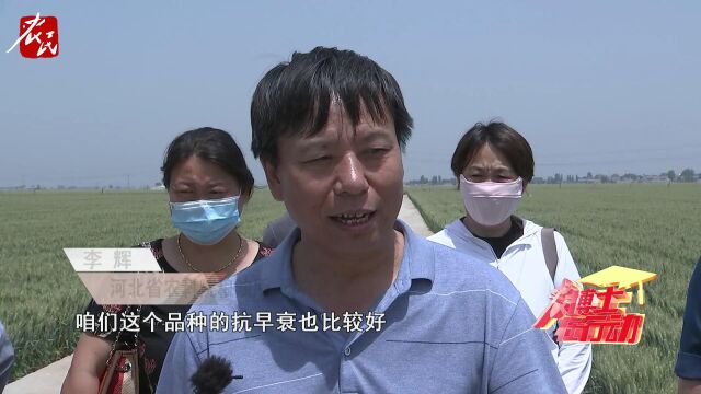 宏瑞2022年《宏瑞冀麦765 小麦抗逆长势好》