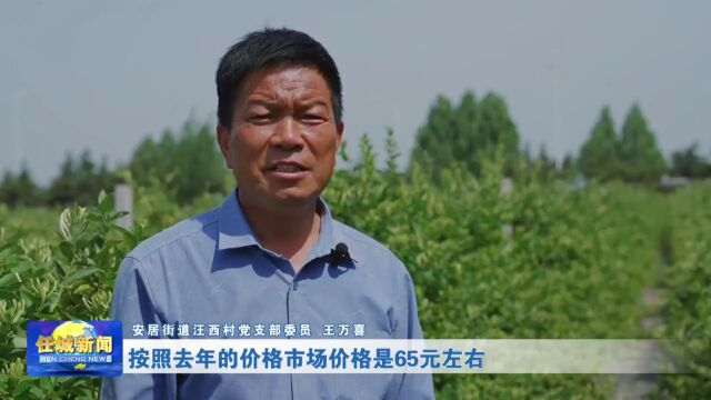 乡村振兴|安居街道汪西村:金银花开摘“金银” 助农增收产业兴