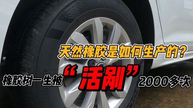 纪录片:天然橡胶是如何生产的?一棵树一生被“活剐”2000多次!