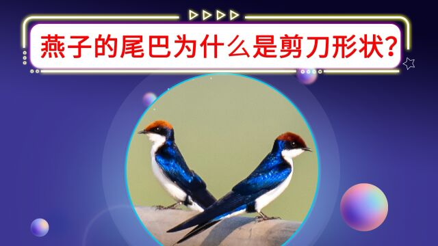 想知道,小燕子的胃口究竟有多大?燕子尾巴为什么呈剪刀形状?