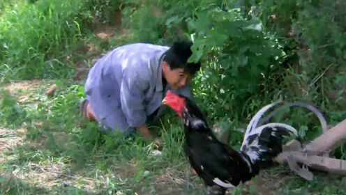 喜剧：穷光棍捡到一只大公鸡，靠它不但娶了村花，还成了村里首富，8分钟看完《斗鸡》