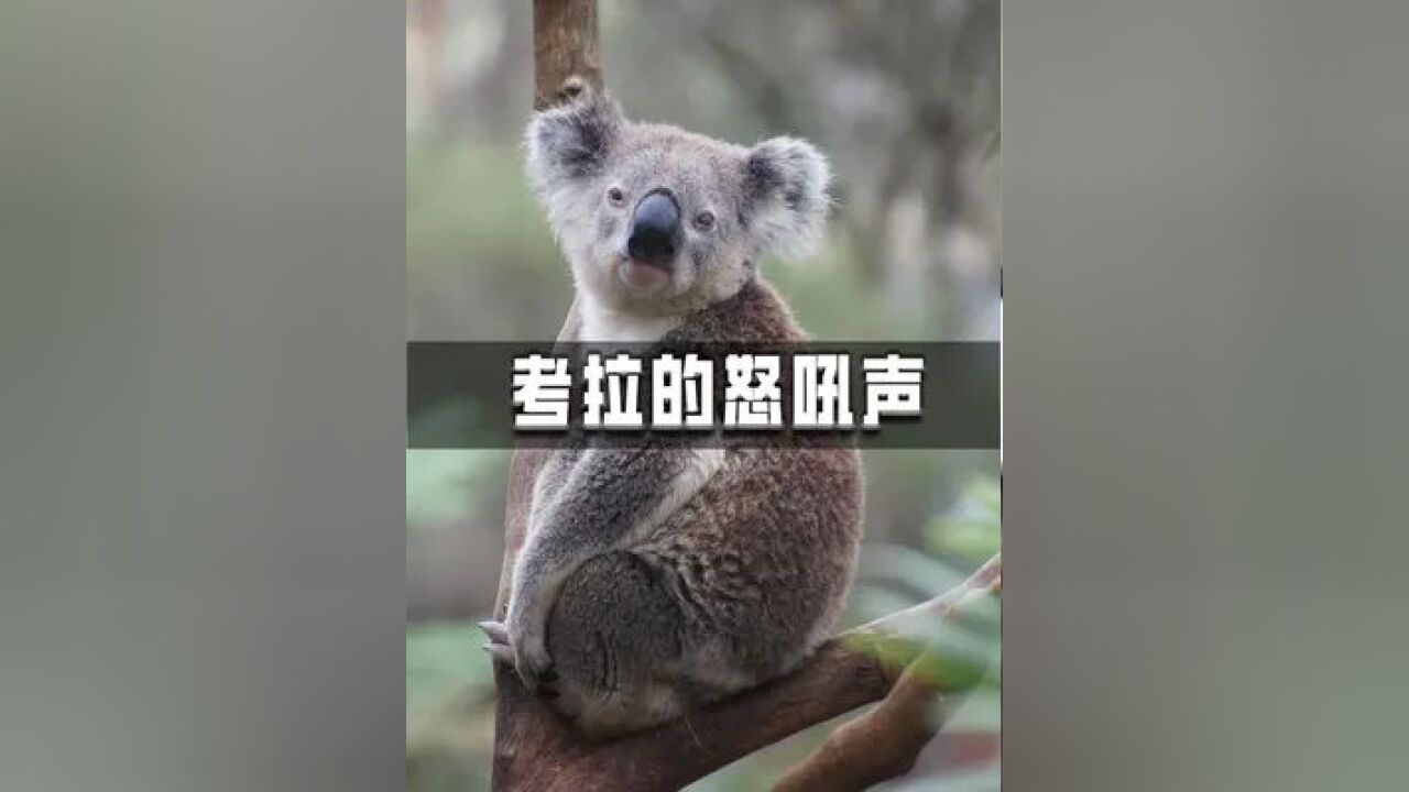 捕捉一只小可爱 呆萌可爱的树袋熊,生气时的怒吼究竟有多可怕?