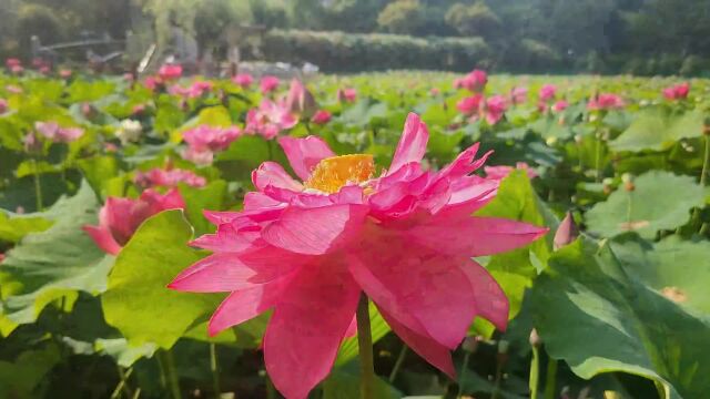 黄兴公园荷花盛开,一大波屏保美图来了 | 晨镜头