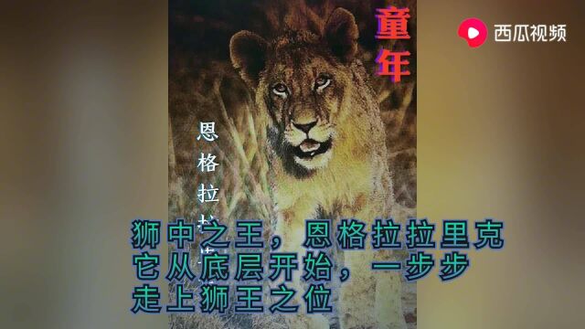 经历千辛万苦,终成一代传奇狮王恩格拉拉里克