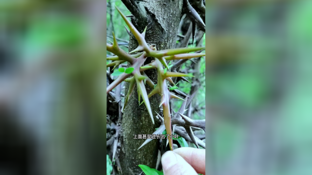 皂角刺.這種見了都要遠離的植物,沒想到全身是寶!