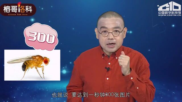 科普| 爱干净的大眼仔,果蝇不是一般蝇