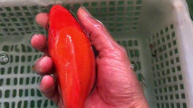 去鱼场捞了两条红色元宝鲤,把玩起来手感很不错