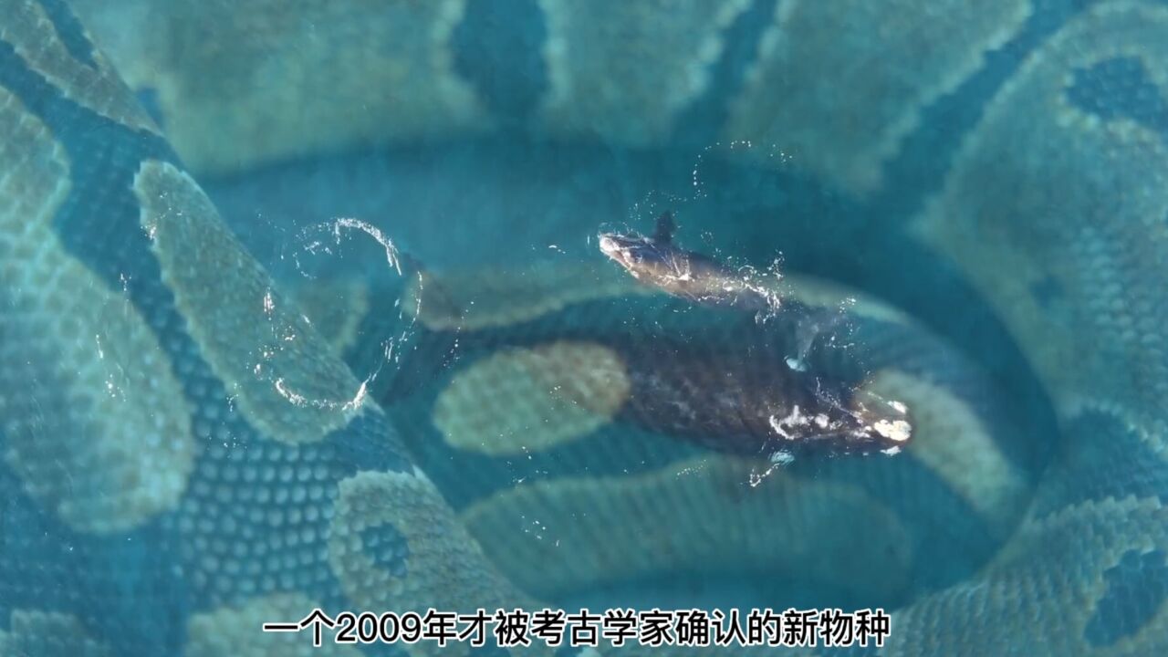 史上最大蛇类——泰坦巨蟒可以直接吞下一头鲸体长超过13米_高清1080P在线观看平台_腾讯视频