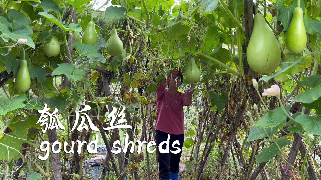 瓠瓜(葫芦科葫芦属草本植物)_搜狗百科