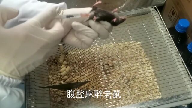 小鼠脑缺血再灌注实验全程