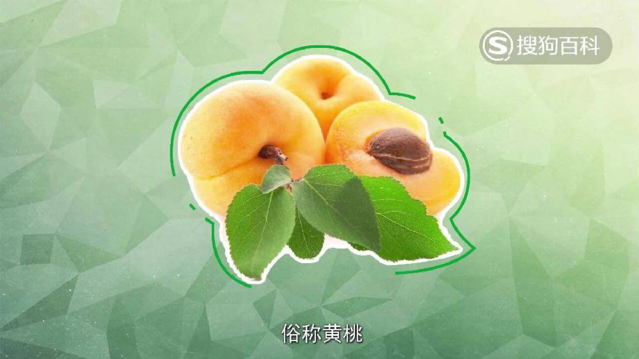 黄桃 蔷薇科桃属植物果实 搜狗百科