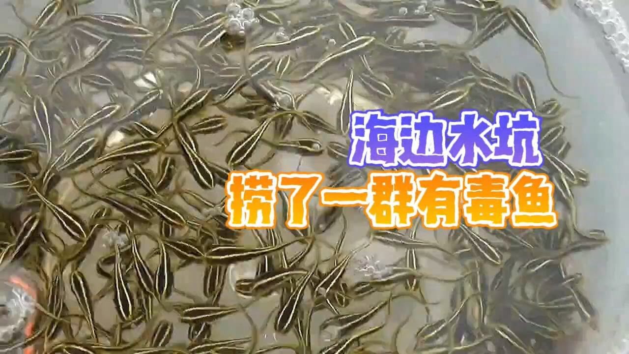 海洋百事