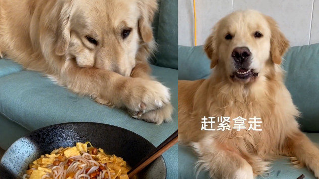 主人吃螺蛳粉金毛捂鼻嫌弃,一举一动全是戏,狗:人真的什么都吃