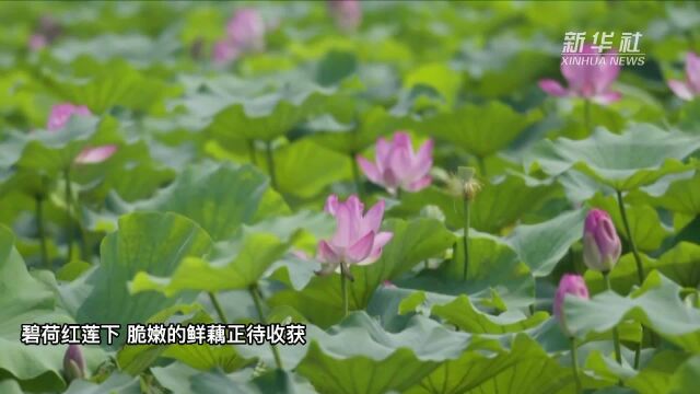 全流域治理成效显著 山东马踏湖变身美丽河湖