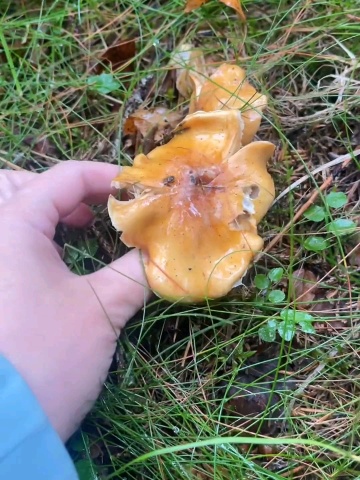 重庆武陵山珍从事蘑菇事业25年,是您吃武陵山珍野生菌汤锅的首选#野生