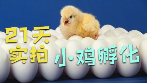 实拍无壳鸡蛋孵化成小鸡的全过程，生命的诞生令人惊叹！