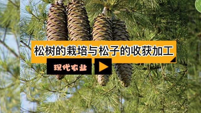 现代农业之——松树的栽培与松子的收获加工(老王讲糖系列视频)