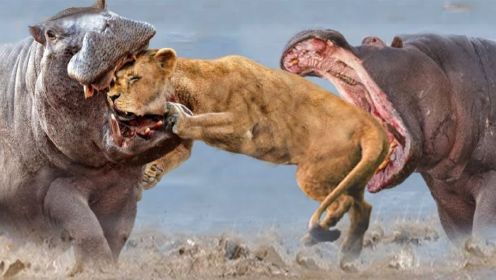 河马联手与狮子战斗，以保护幼崽并防止未来的灾难，野生动物世界