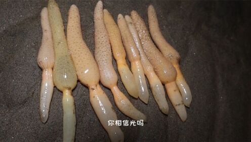 退潮后发现好多海仙人掌,用手一搓,亮度太耀眼了.