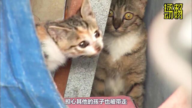 小猫咪的眼睛被结痂盖住什么都看不到,我的一个举动拯救了它的猫生