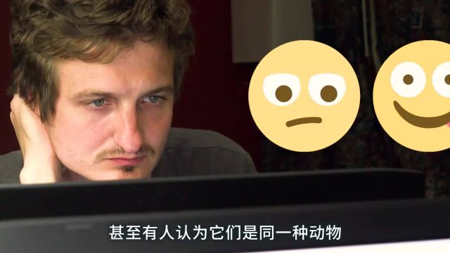 如何区分章鱼 乌贼 鱿鱼以及八爪鱼?