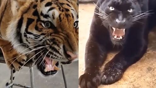 老虎vs黑豹，当猫科二弟遇到变异战士，谁会笑到最后呢？上