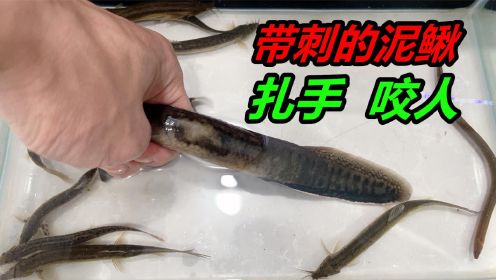 今天抓泥鳅居然抓到一条带刺的鱼，有人知道这是什么鱼吗？