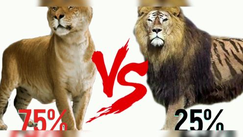 狮虎兽vs虎狮兽，谁才是最强大的杂交猫科动物？下