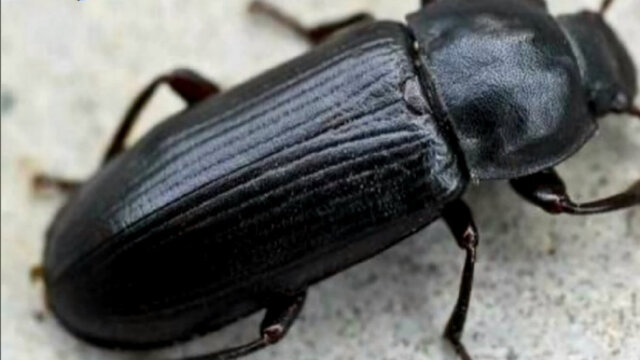 津城现"不明黑色昆虫",状似蟑螂?专家释疑!