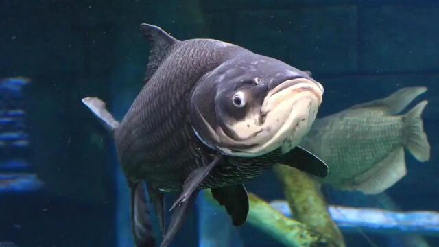 长得像草鱼,个头小却力气大,人称"淡水鱼之王"