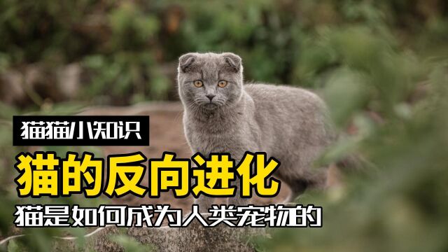 猫是怎么成为人类宠物的?猫:做了一个违背祖宗的决定